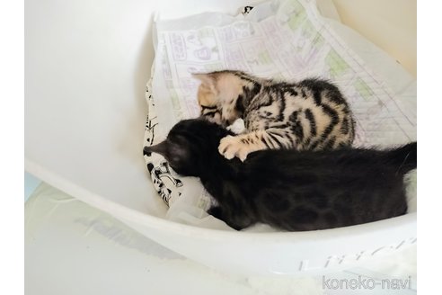 販売中の東京都のベンガル-115476の6枚目